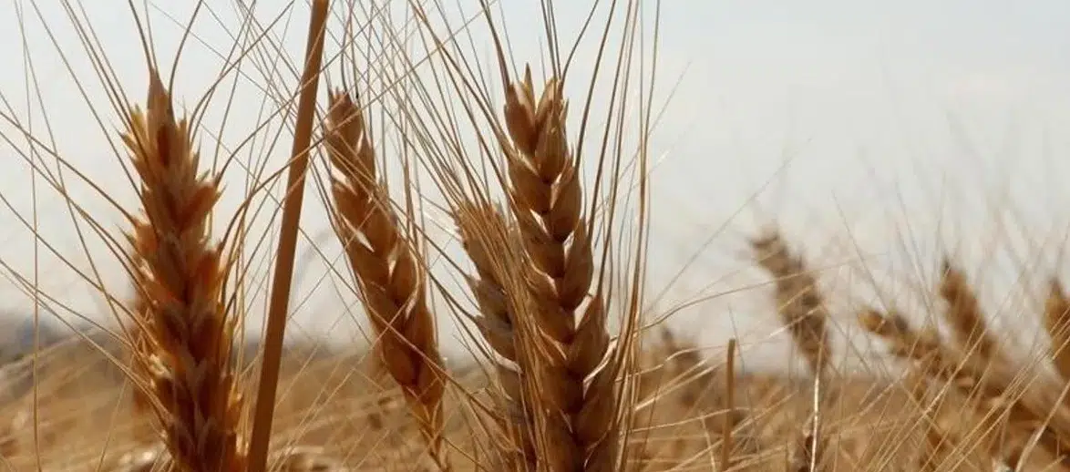 TMO, Piyasalara Müdahale Ediyor: 1,2 Milyon Ton Buğday Satışa Sunuldu