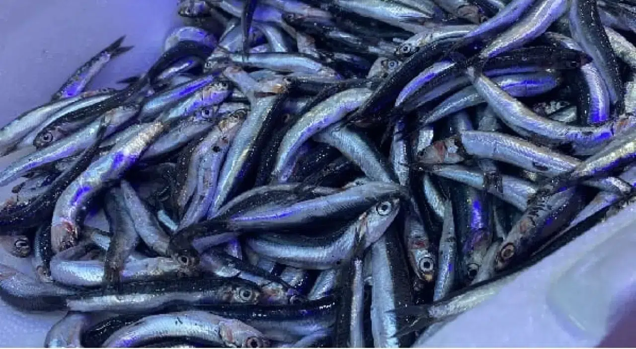 Hamsiyi Seviyoruz Ama Kokusunu Değil! Elde ve Evde Koku Nasıl Giderilir?