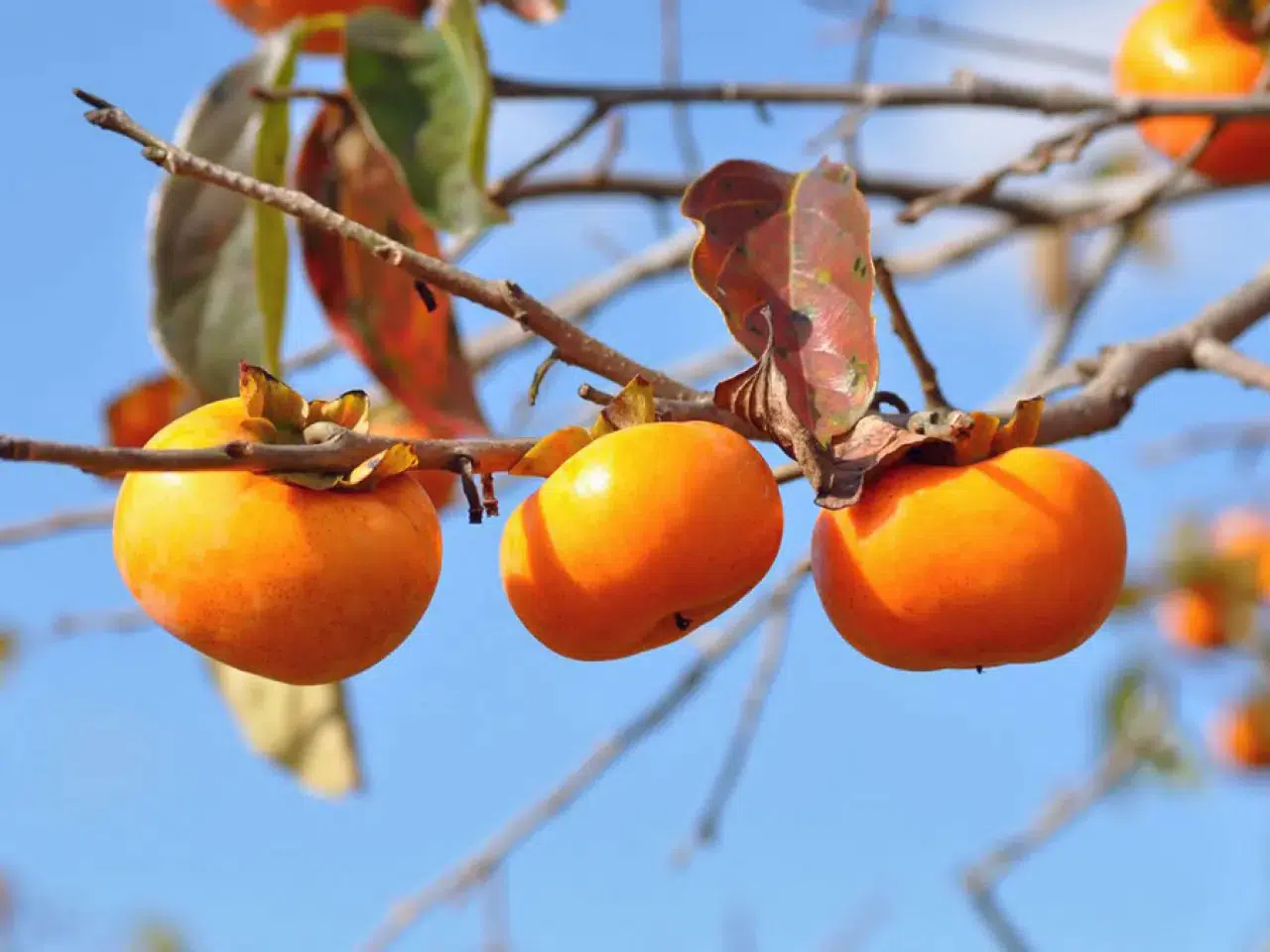 Cennet Hurması Nasıl Saklanır? İşte Tazeliğini Korumanın En Etkili Yolları