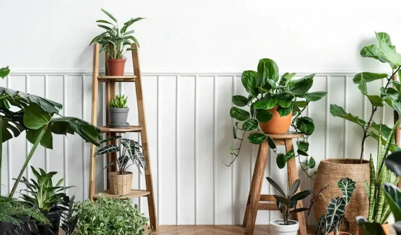 Nazar ve Negatif Enerjiye Karşı Doğanın Gücü: Evin Havasını Değiştiren 5 Bitki