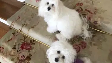 Uzmanlar Uyardı: Evcil Hayvanları Klonlama Trendinin Riskleri