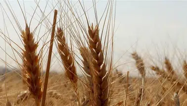 TMO, Piyasalara Müdahale Ediyor: 1,2 Milyon Ton Buğday Satışa Sunuldu