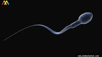 Sperm Sağlığını Korumak İçin Öneriler ve Uyarılar