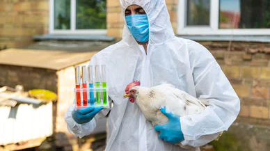Yeni Kuş Gribi Dalgası Pandemi Endişesi Yaratıyor
