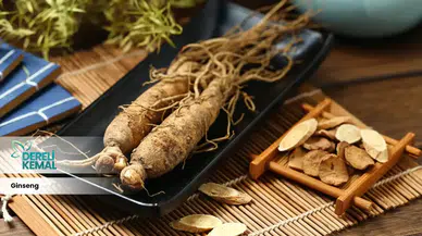 Yorgunlukla baş edemeyenlere doğal çözüm: Ginseng
