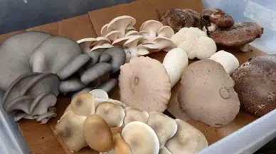 Aslan Yelesi, Şitaki, Hindi Kuyruğu: Yeni Moda Mantarlar Gerçekten Faydalı mı?