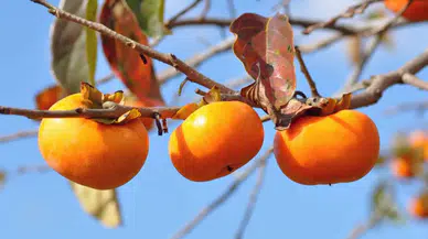 Cennet Hurması Nasıl Saklanır? İşte Tazeliğini Korumanın En Etkili Yolları