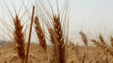 TMO, Piyasalara Müdahale Ediyor: 1,2 Milyon Ton Buğday Satışa Sunuldu