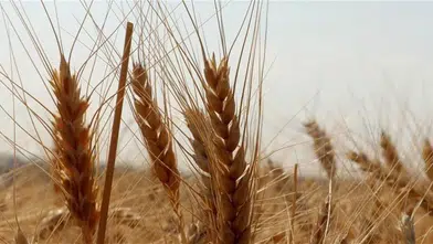 TMO, Piyasalara Müdahale Ediyor: 1,2 Milyon Ton Buğday Satışa Sunuldu