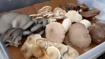 Aslan Yelesi, Şitaki, Hindi Kuyruğu: Yeni Moda Mantarlar Gerçekten Faydalı mı?