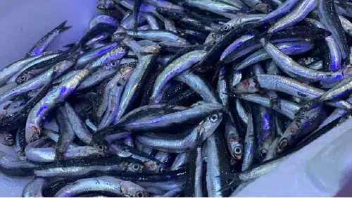 Hamsiyi Seviyoruz Ama Kokusunu Değil! Elde ve Evde Koku Nasıl Giderilir?