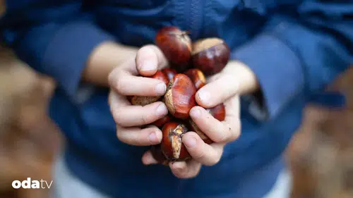 Dior'dan Spa Ritüellerine: Kestane Lükse İlham Oluyor