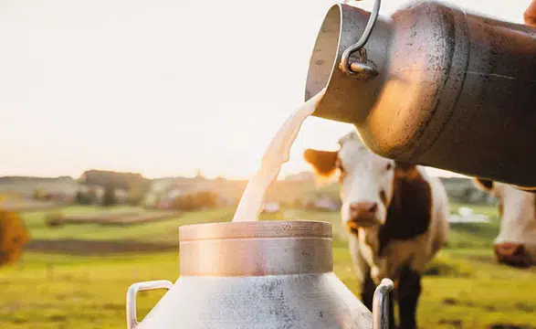 Sokak Sütü Modası Sağlık Açısından Ne Kadar Güvenli?