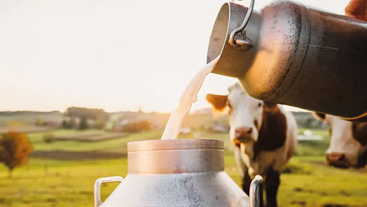 Sokak Sütü Modası Sağlık Açısından Ne Kadar Güvenli?