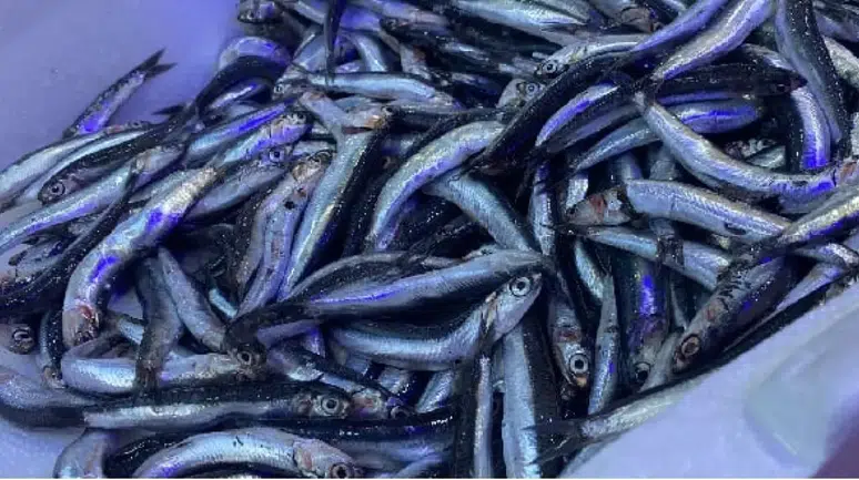 Hamsiyi Seviyoruz Ama Kokusunu Değil! Elde ve Evde Koku Nasıl Giderilir?