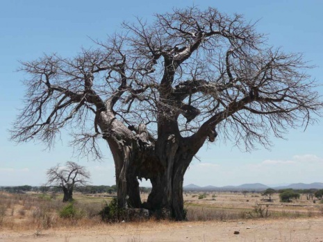 Hayata Dört Elle Sarılıp Yaşam Mücadelesi Veren Asırlık Ağaçlar