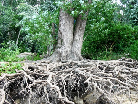Hayata Dört Elle Sarılıp Yaşam Mücadelesi Veren Asırlık Ağaçlar