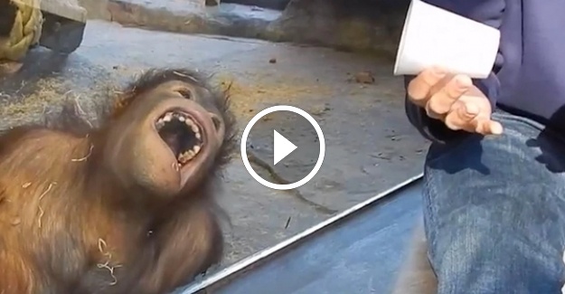 Yavru Orangutan Gülme Krizine Girdi!