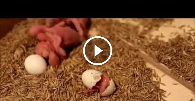 Yavru Muhabbet kuşunun Yumurtadan Çıkışı
