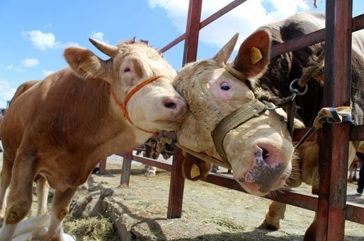 Kurban Bayramı Tatilinin Kaç Gün Olacağı Belli Oldu.. İlk Resmi Açıklama Geldi 1