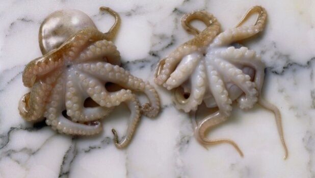 2 YAŞINDAKİ ÇOCUĞA BUNU YEDİRDİ... SAPIK ADAM BAKIN NE İLE SUÇLANIYOR 1