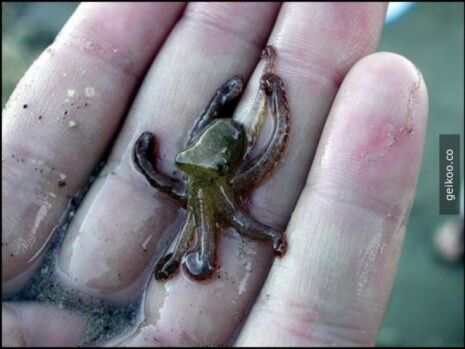 2 YAŞINDAKİ ÇOCUĞA BUNU YEDİRDİ... SAPIK ADAM BAKIN NE İLE SUÇLANIYOR 4