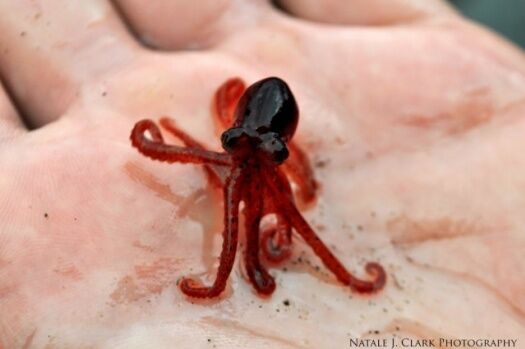 2 YAŞINDAKİ ÇOCUĞA BUNU YEDİRDİ... SAPIK ADAM BAKIN NE İLE SUÇLANIYOR 3