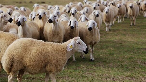 Kurban Bayramı Tatilinin Kaç Gün Olacağı Belli Oldu.. İlk Resmi Açıklama Geldi 5